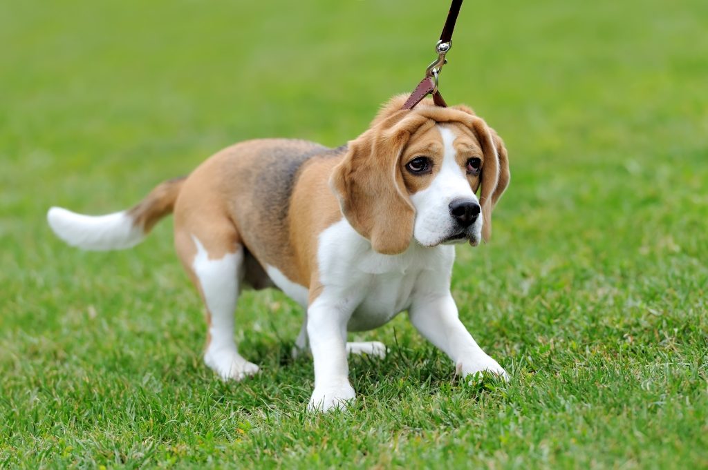 bad things about beagles