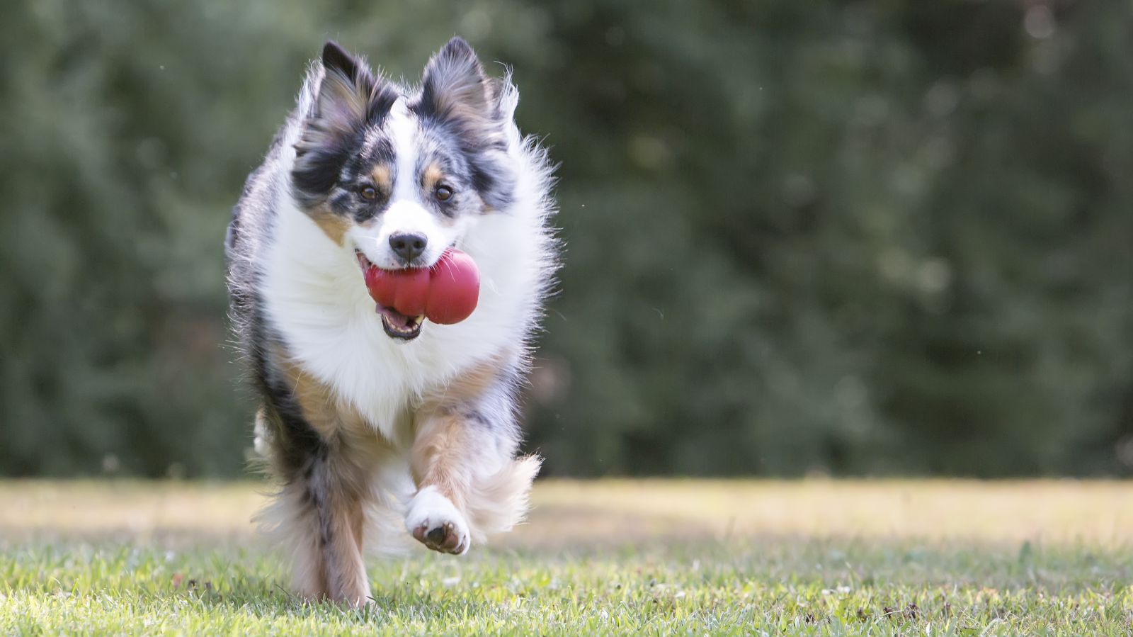 KONG Classic MyPetZone