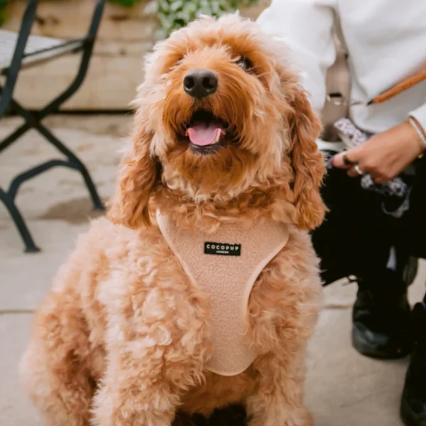 Cocopup London Adjustable Neck Harness - Teddy Rupert - Image 2
